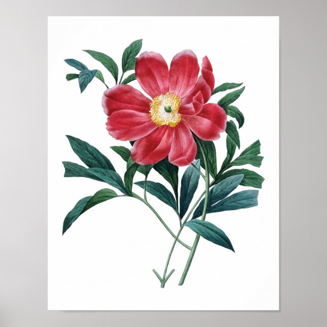Póster Botanical print of PEONY original by Redoute (Frente)