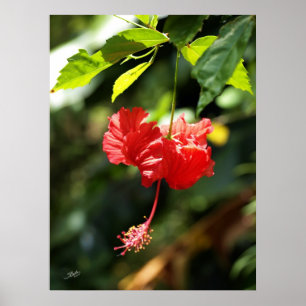 Póster Botanicals 9b de Hawaii