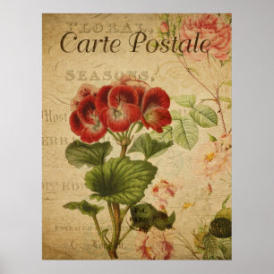Póster Botánico Antiguo - Pelargonium Francés