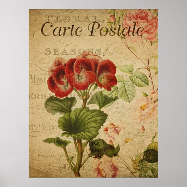 Póster Botánico Antiguo - Pelargonium Francés (Frente)