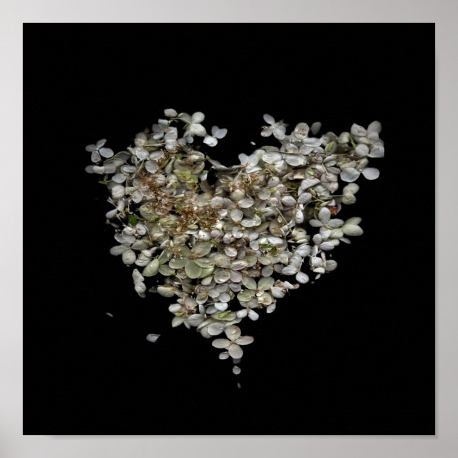 Póster Botánico Corazón de Hortensia (Frente)