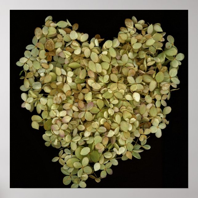 Póster Botánico Corazón de Hortensia |Lovely2 (Frente)