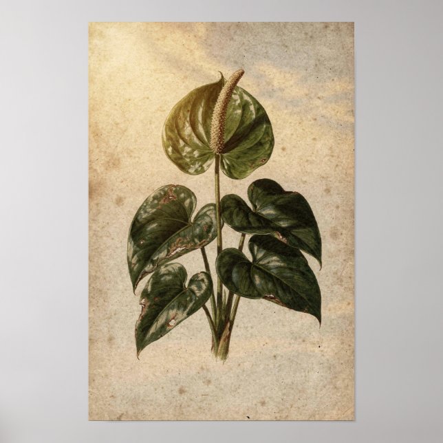 Póster botánico de Anthurium (Frente)