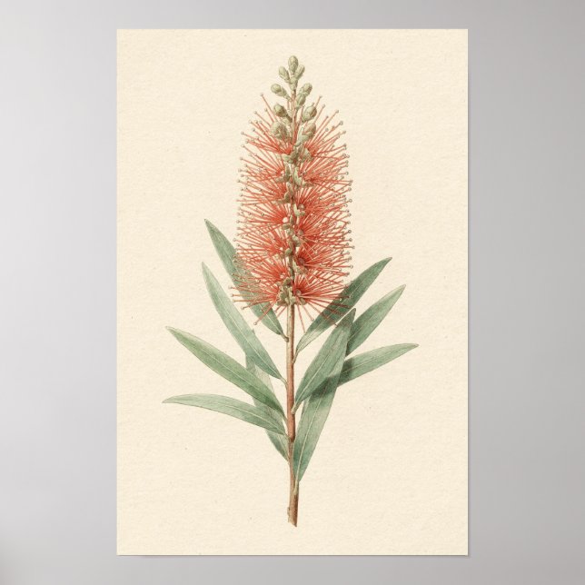 Póster Botánico de Flor de Limpiatubos (Frente)