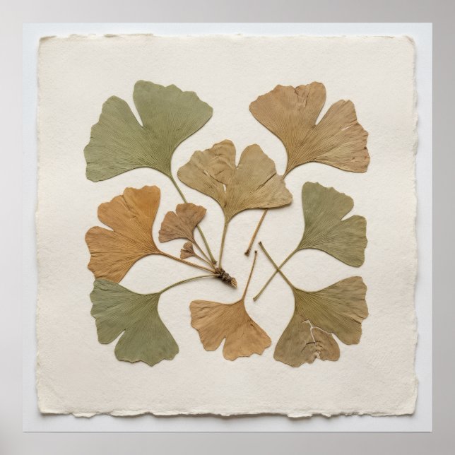 Póster botánico de hoja de Ginkgo (Frente)