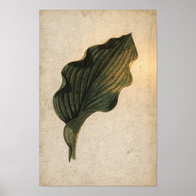 Póster Botánico de Hoja de Hosta Verde Profundo (Frente)