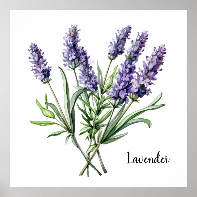 Póster Botánico de Ilustración de Lavanda (Frente)