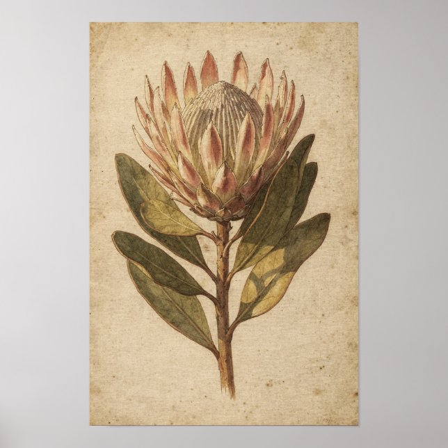 Póster botánico de la flor de protea rosada (Frente)