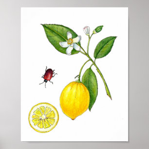 Póster botánico de limón al aguarela