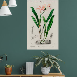 Póster Botánico de Orquídea Cattleya Rosa Vintage