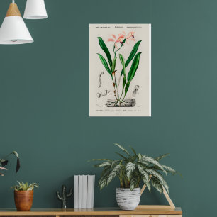 Póster Botánico de Orquídea Cattleya Rosa Vintage