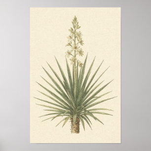 Póster Botánico de Planta de Yucca