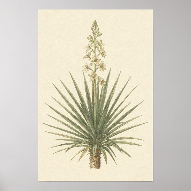 Póster Botánico de Planta de Yucca (Frente)