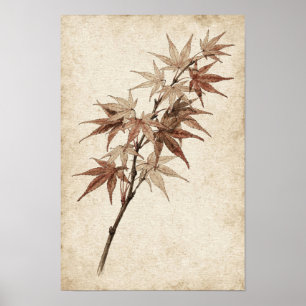 Póster botánico de rama de arce japonés