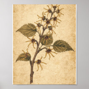 Póster Botánico de Rama de Hamamelis Dorada