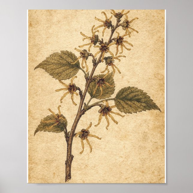 Póster Botánico de Rama de Hamamelis Dorada (Frente)