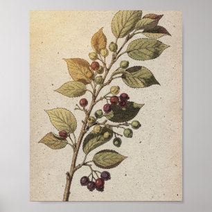 Póster botánico de rama de Serviceberry con bayas