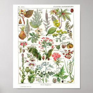 Póster Botánico Francés Antiguo