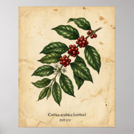 Póster Botánico Personalizado de Planta de Café Vintage