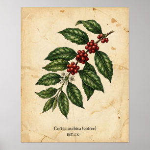Póster Botánico Personalizado de Planta de Café Vintage