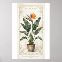 Póster Botánico Vintage Ave del Paraíso