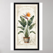 Póster botánico vintage de Ave del Paraíso enmarca