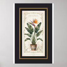Póster Botánico Vintage de Ave del Paraíso Enmarca