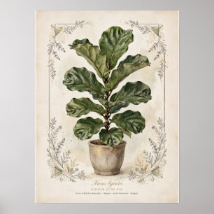 Póster Botánico Vintage de Higuera de Hoja de Viol
