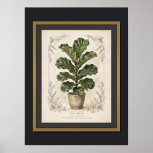 Póster Botánico Vintage de Higuera de Hoja de Viol