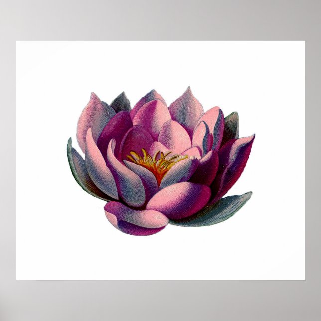 Póster Botánicos antiguos Lirio de Agua Rosa Lotus (Frente)