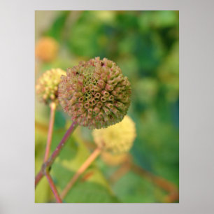 Póster Botón Bush #2