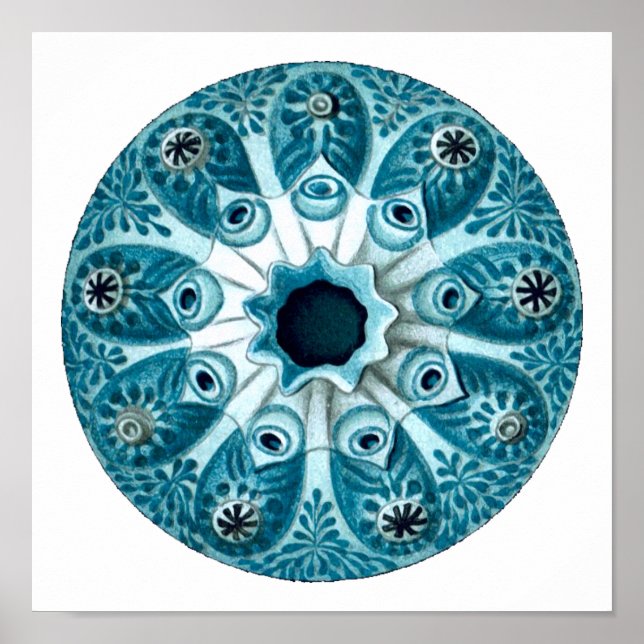 Póster Botryllus Polycyclus Ernst Haeckel Bella Artes (Frente)