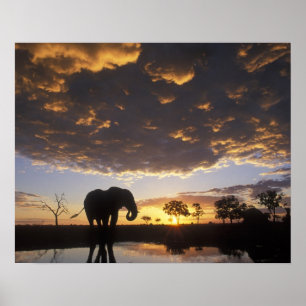 Póster Botsuana, Parque Nacional Chobe, elefante