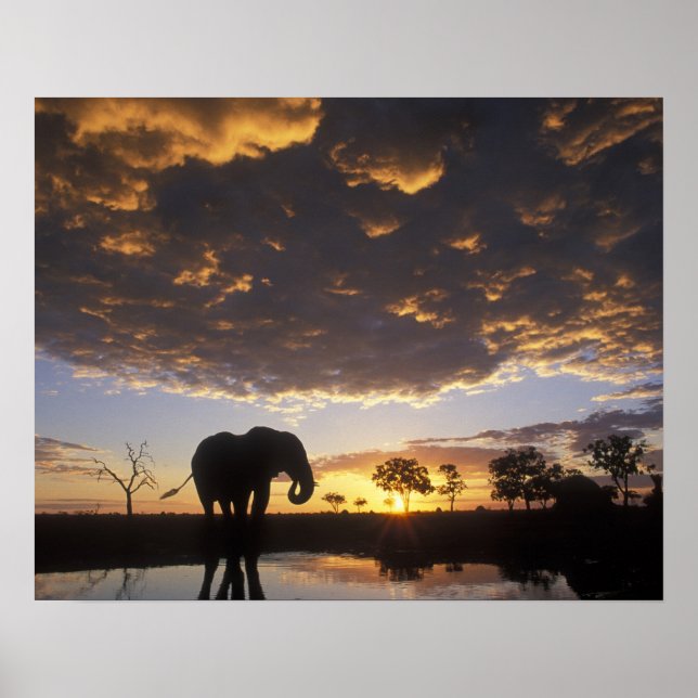 Póster Botsuana, Parque Nacional Chobe, elefante (Frente)