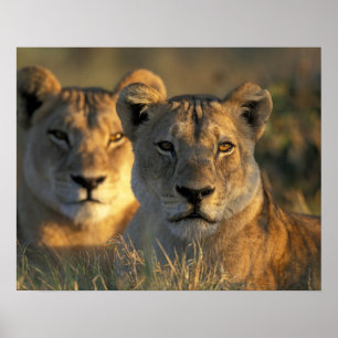 Póster Botswana, Parque Nacional Chobe, Leonesas
