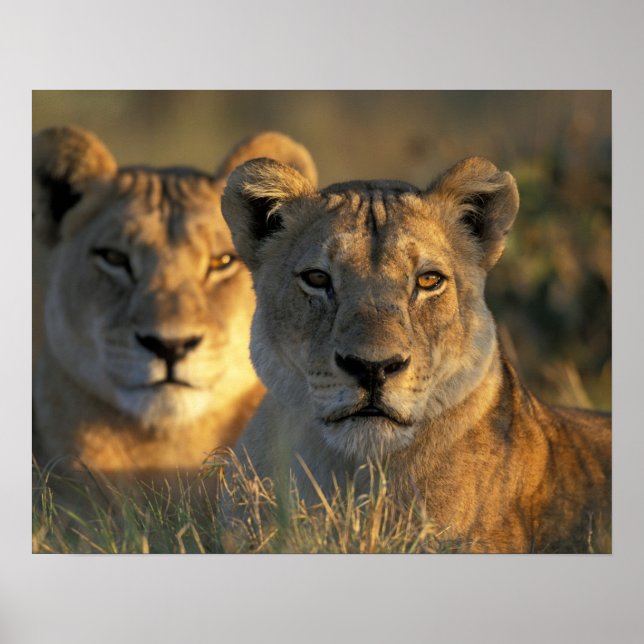 Póster Botswana, Parque Nacional Chobe, Leonesas (Frente)