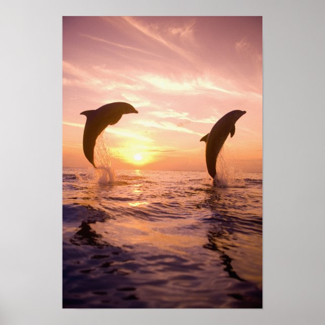 Póster Bottlenose Dolphins Tursiops truncatus (Frente)