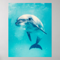 Bottlenosed Dolphin Underwater