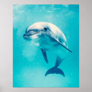 Póster Bottlenosed Dolphin Underwater