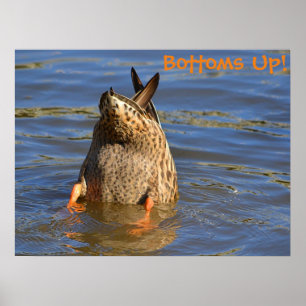 Póster Bottoms Up Diving Duck Poster