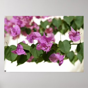 Póster Bougainvillea