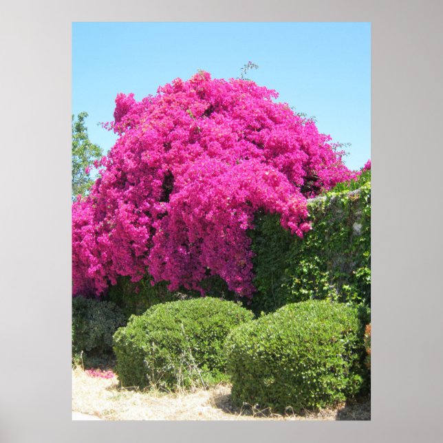 Póster Bougainvillea (Frente)