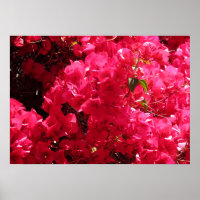Bougainvillea