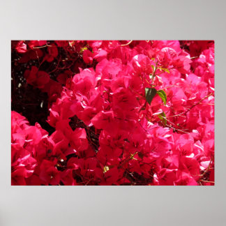 Póster Bougainvillea