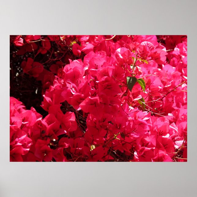 Póster Bougainvillea (Frente)