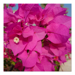 Póster Bougainvillea 20" x 20",Papel Poster,Semi-Gloss