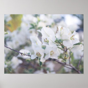 Póster Bougainvillea blanca