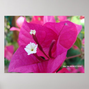 Póster Bougainvillea Blossom
