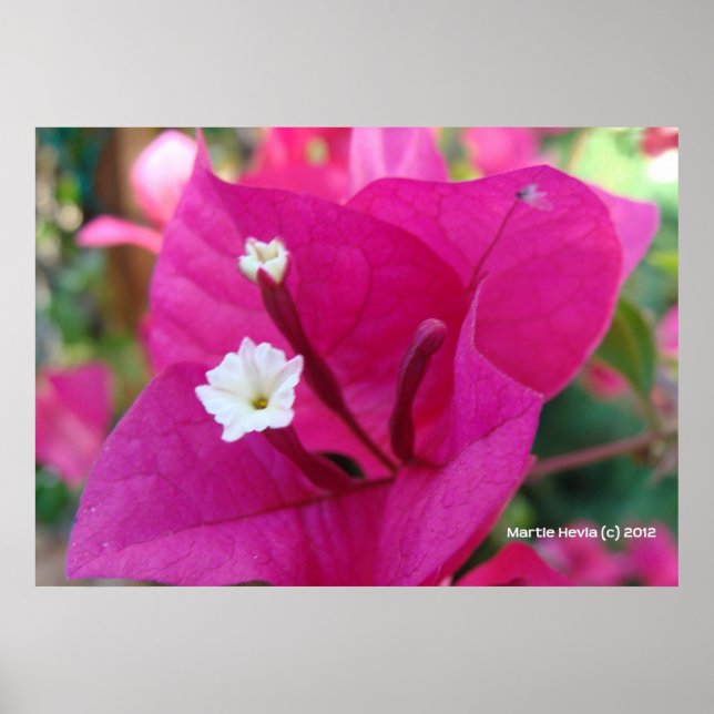Póster Bougainvillea Blossom (Frente)