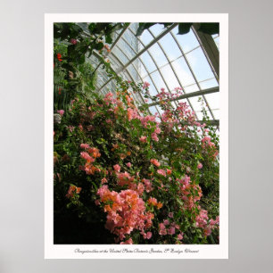 Póster Bougainvillea en el Jardín Botánico de los Estados